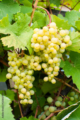 Wallpaper Mural beautiful ripe bunches of green grapes are hanging in the vineyard Torontodigital.ca