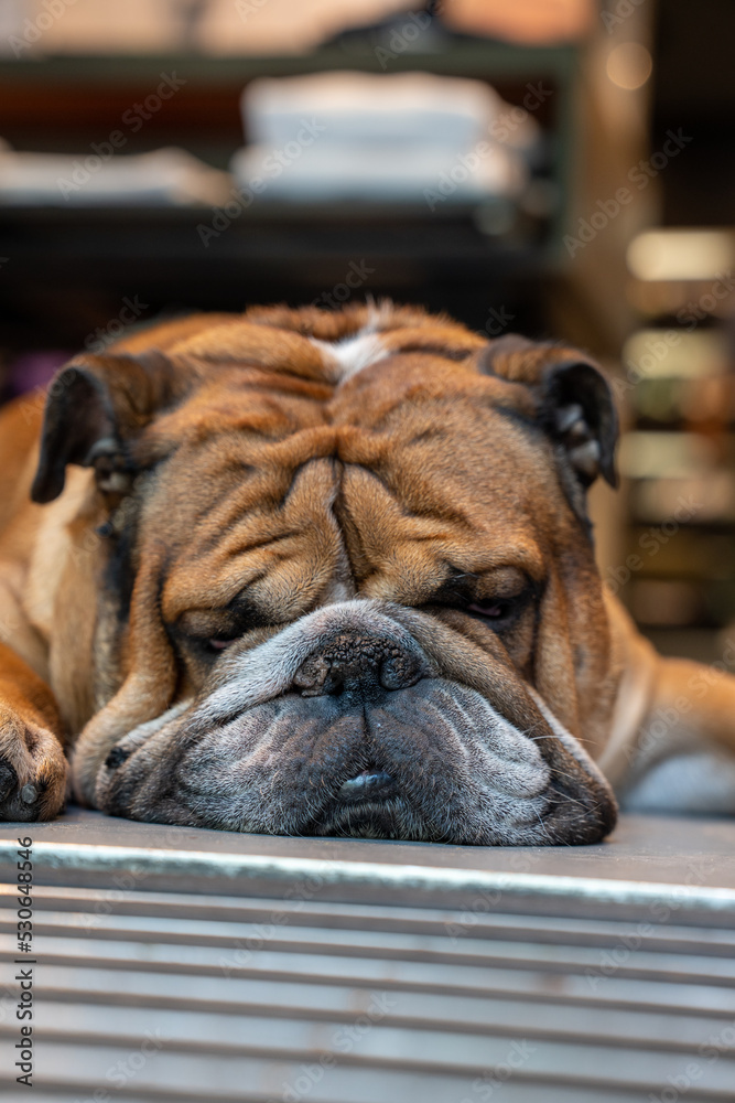 brown wrinkled sleeping dog