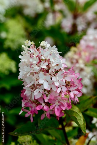 Panicle hydrangea Zinfin doll flowers