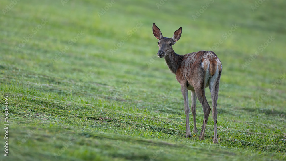 Red deer, cervus elaphus, female looking over the shoulder on grassland. Brown hind observing on cut grass in summer. Wild mammal watching back on meadow.
