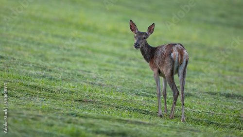 Obraz na płótnie Red deer, cervus elaphus, female looking over the shoulder on grassland. Brown hind observing on cut grass in summer. Wild mammal watching back on meadow. w salonie