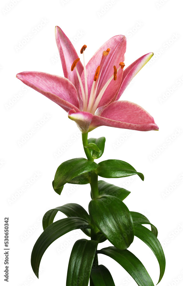 Pink lily flower and green leaves isolated