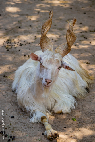 Canvastavla Close-up of a Girgentana goat, with long white hair and screwed horns