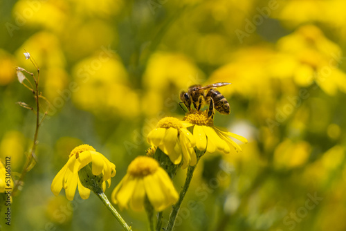 Honey bee collecting nectar in yellow flower
