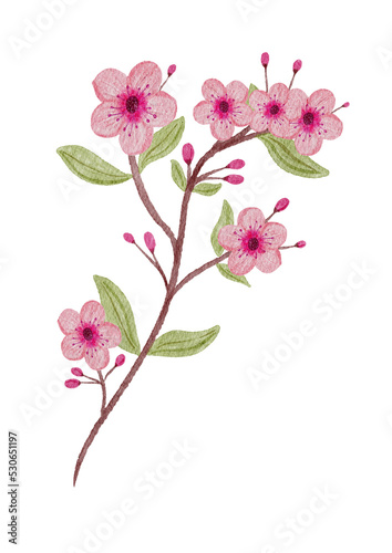A branch of blooming sakura. Art watercolor. Hand-drawn illustration for greeting cards and posters.