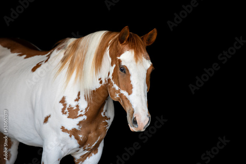 Paint Horse headshot on Black background