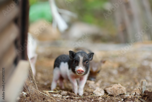 Funny little piglets breed of lop-bellied on a backyard of agricultural farm. Growing livestock is a traditional direction of agriculture. © Maria Sbytova