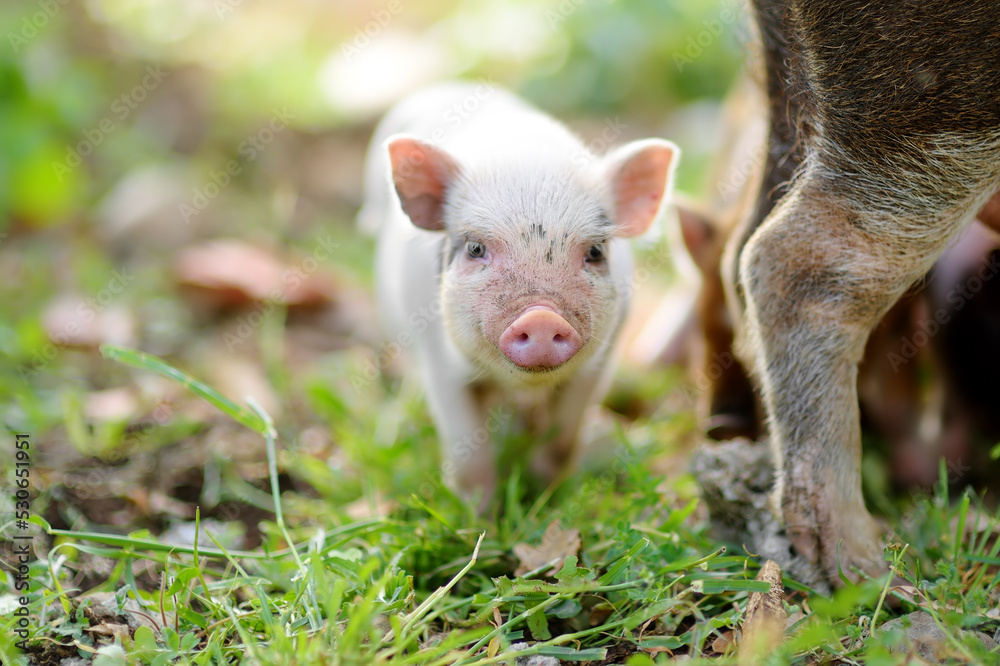 Funny little piglet on a backyard of agricultural farm. Growing livestock is a traditional direction of agriculture. Funny little piglet on a backyard of agricultural farm. Growing livestock is a traditional direction of agriculture.