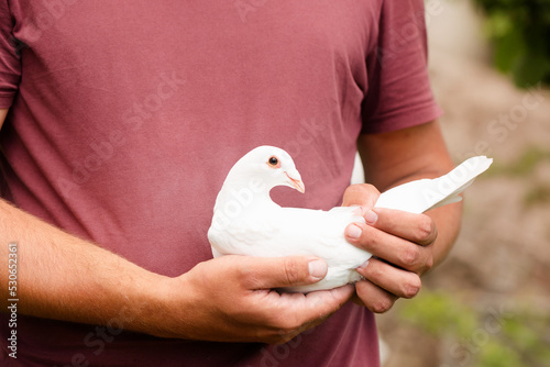carrier pigeon in strong male hands