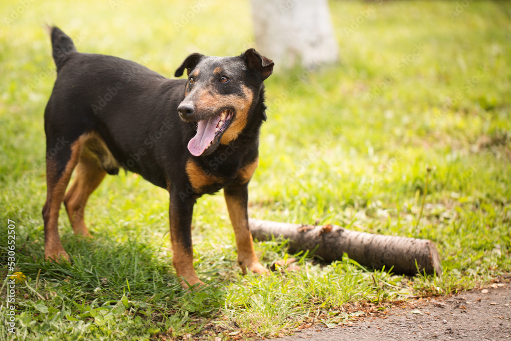 playful dog of the Jagdterrier breed on grass playful dog of the Jagdterrier breed on grass