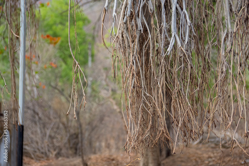 Closeup view of stem roots of banyan tree in a village of Kalakund near Mhow, Indore, Madhya Pradesh on a sunny summer day. Indian village.