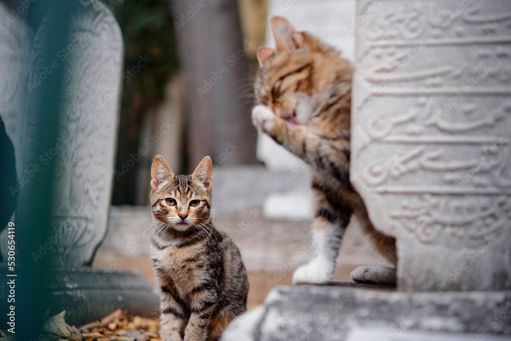 Obraz premium Outdoor portrait of small shorthair stripped cat.