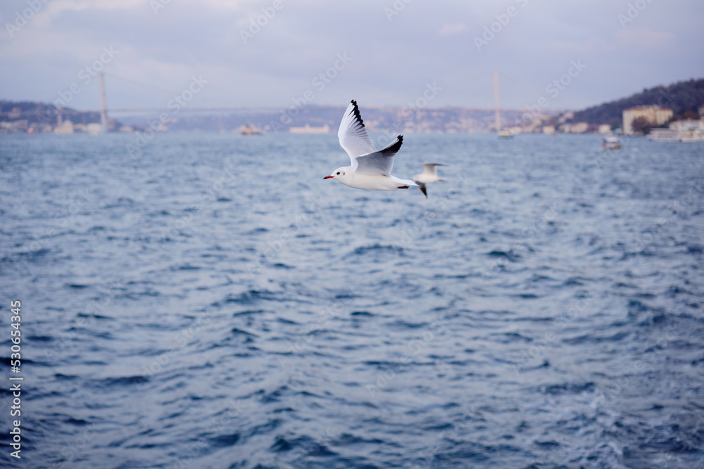 Fototapeta premium Seagull Istanbul, Bosporus, Turkey. Seagull flying over the sea against the backdrop of the city