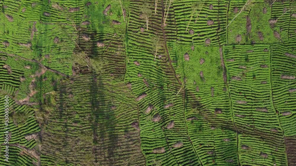 Vue aerienne foret Camerounaise - Cameroon forest near Bafoussam - Africa - taken by drone