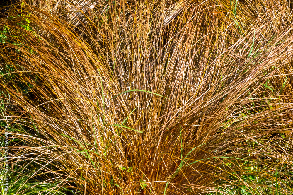 Bronze hair sedge - Latin name - Carex comans Bronze Form. Carex comans Bronze-Leaved (New Zealand Hair Sedge). Autumn. Bronze hair sedge - Latin name - Carex comans Bronze Form. Carex comans Bronze-Leaved (New Zealand Hair Sedge). Autumn.