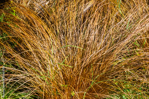 Bronze hair sedge - Latin name - Carex comans Bronze Form. Carex comans Bronze-Leaved (New Zealand Hair Sedge). Autumn.