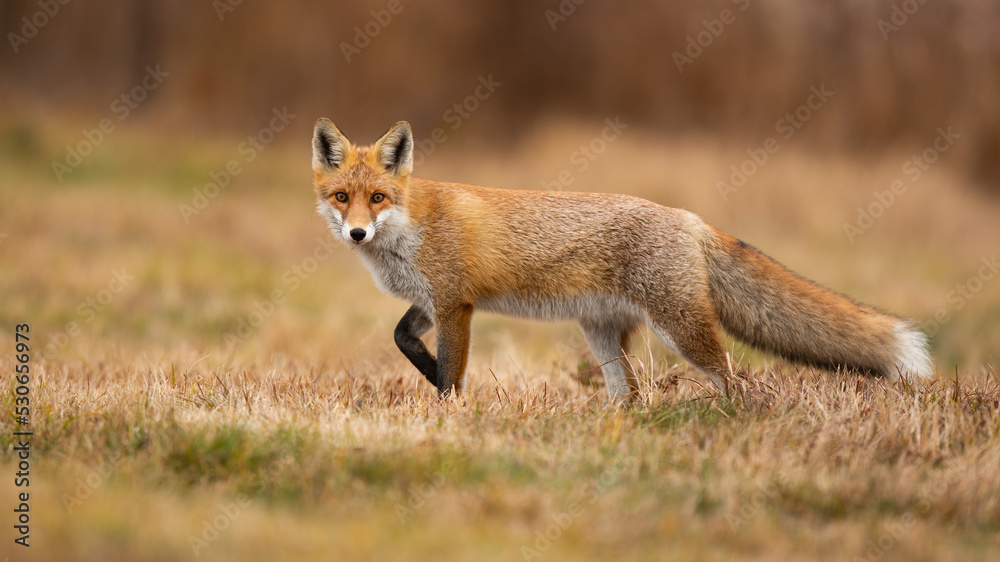 Red fox, vulpes vulpes, looking to the camera on dry field in autumn. Orange mammal walking on yellow meadow in fall. Fluffy predator watching on grass. Red fox, vulpes vulpes, looking to the camera on dry field in autumn. Orange mammal walking on yellow meadow in fall. Fluffy predator watching on grass.
