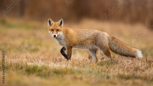 Red fox, vulpes vulpes, looking to the camera on dry field in autumn. Orange mammal walking on yellow meadow in fall. Fluffy predator watching on grass.