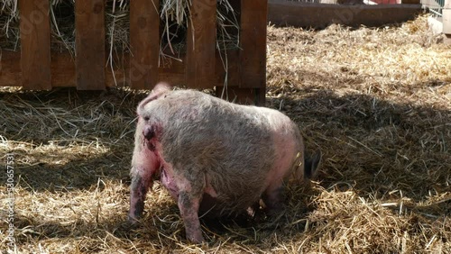 Adult, fat, dirty pig on a farm. Breeding pigs for meat, pig breeding. Industrial animal husbandry. photo