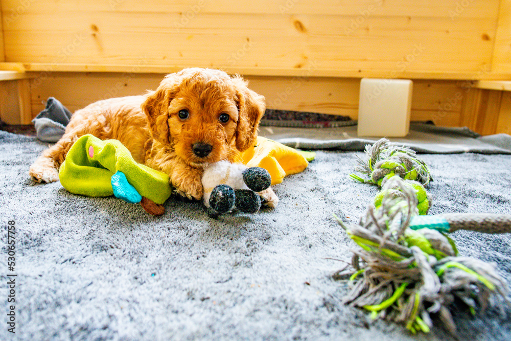 Cockapoo Welpen 6 Wochen alt