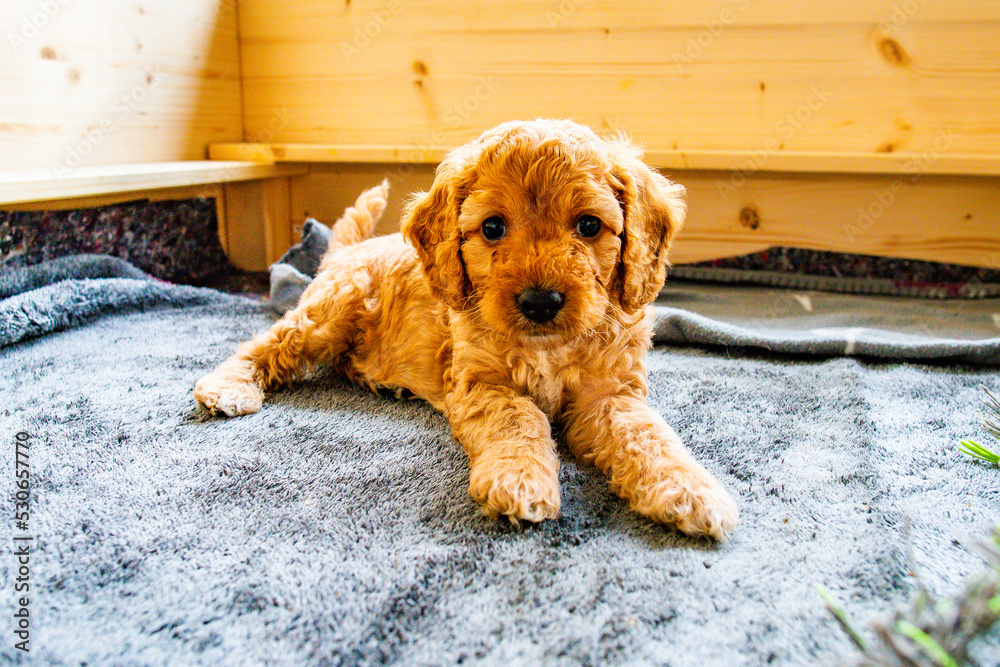 Cockapoo Welpen 6 Wochen alt