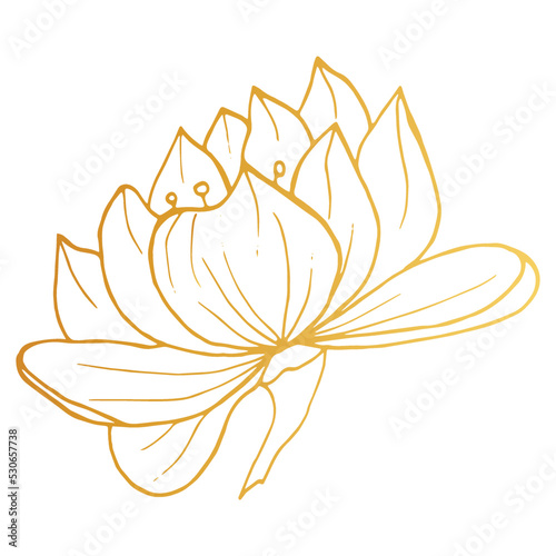 Golden Lotus iisolated on white background. Hand drawn vector illustration for wedding invitations, greeting cards and witchcraft.