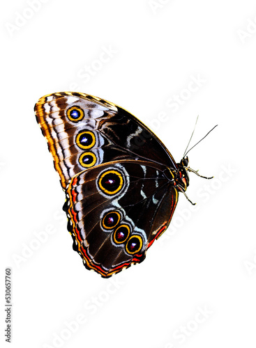 Blue morpho butterfly