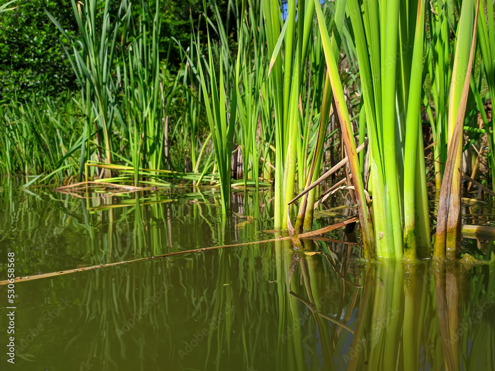 green reed mace stems in water green reed mace stems in water