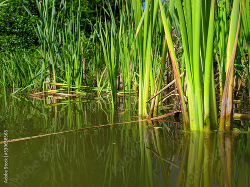 green reed mace stems in water © tarasylo