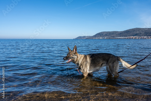 A young German Shepherd in a lake. Sable colored working line breed. Blue water and mountains in the background