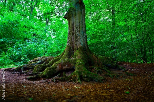 roots of a tree © Turner