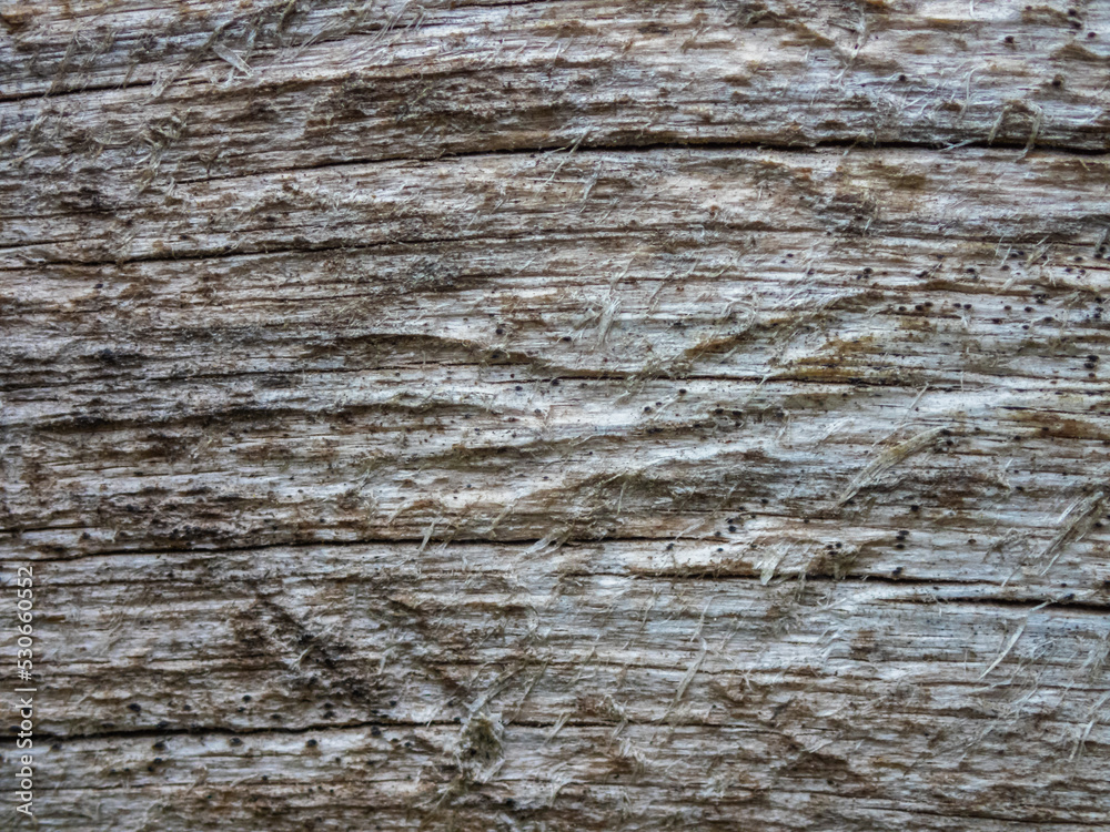 Rough weathered wood texture. Textured Background. Abstract. Rough weathered wood texture. Textured Background. Abstract.