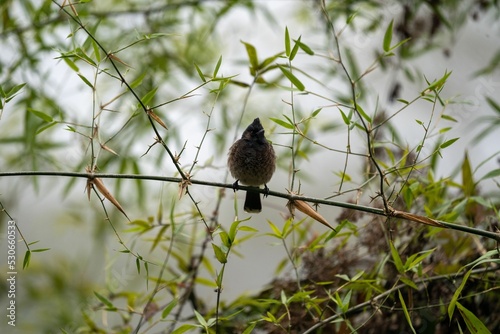 Single Common chaffinch on a branch photo