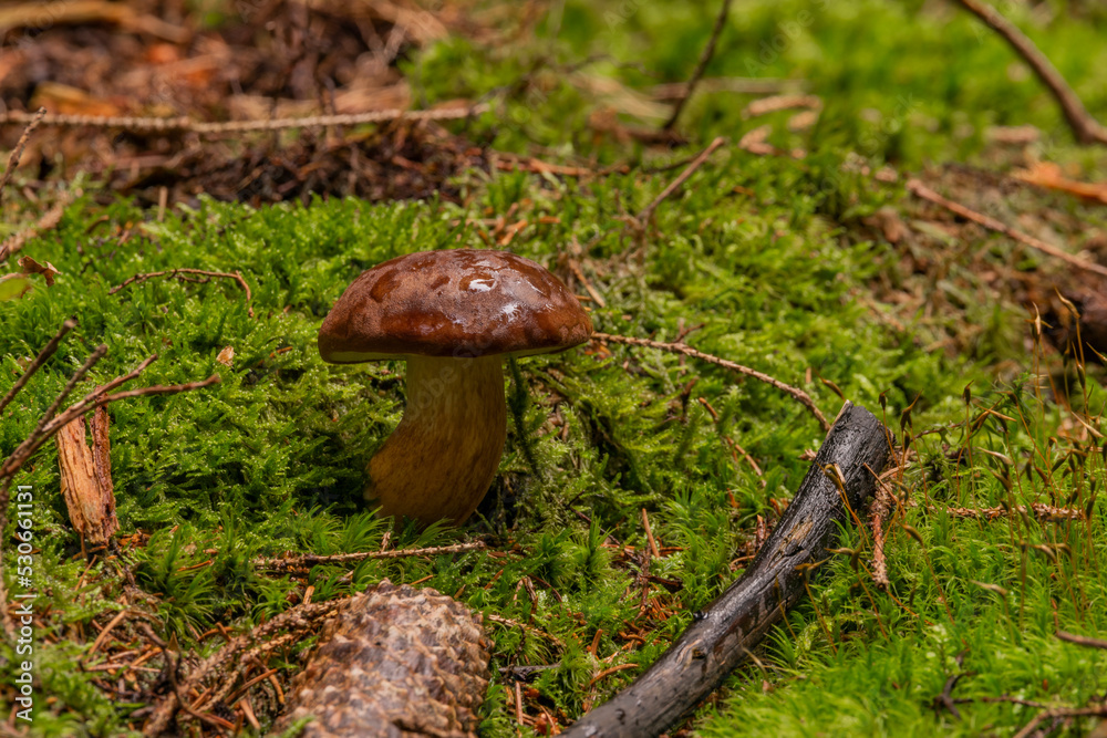 Boletus in spruce and pine tree forest in summer hot day Boletus in spruce and pine tree forest in summer hot day