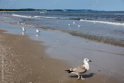  Möwen am Strand des polnischen Seebad Swinemünde. Seagulls on the beach of the Polish seaside resort of Świnoujście