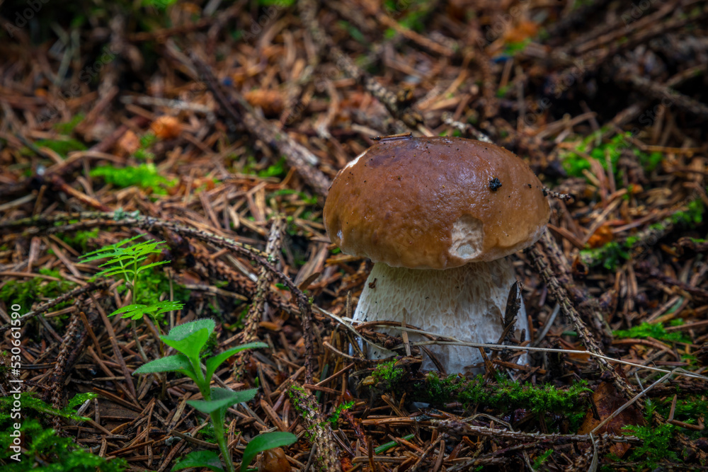 Boletus in spruce and pine tree forest in summer hot day Boletus in spruce and pine tree forest in summer hot day