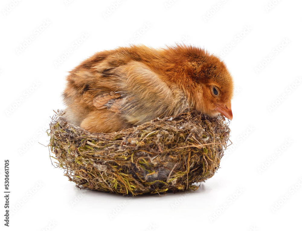 Obraz premium Chicken in the nest.