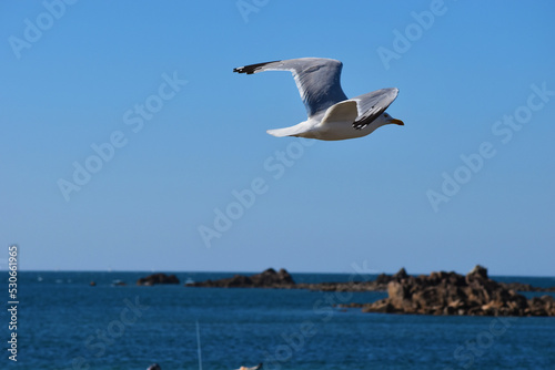 Möwe im Flug