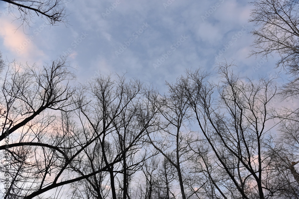 Black tree branches against a blue sky without leaves. Black tree branches against a blue sky without leaves.