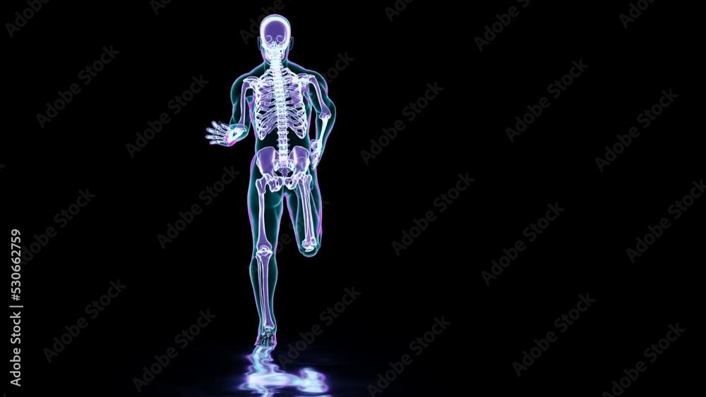 skeleton system of running man, bone Anatomy while run, human physical and sport, joggers, running man, medically accurate, fitness, loop animation, 3d render skeleton system of running man, bone Anatomy while run, human physical and sport, joggers, running man, medically accurate, fitness, loop animation, 3d render