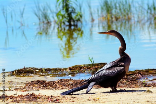 Фотография Black darter bird standing near the lake