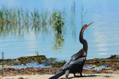 фотографія Black darter bird standing near the lake