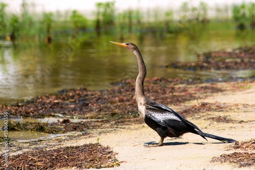 Canvas Print Black darter bird standing near the lake