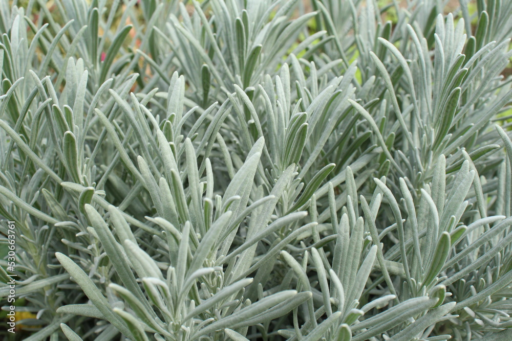 Obraz premium lavender plant