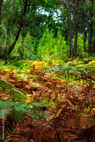 Forest