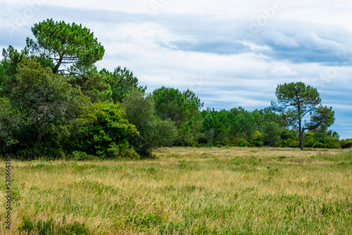 Grass and Trees