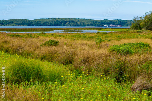 Grass and lake