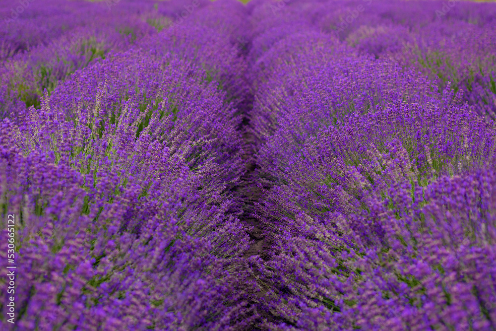 blooming lavender field, lavender in a row