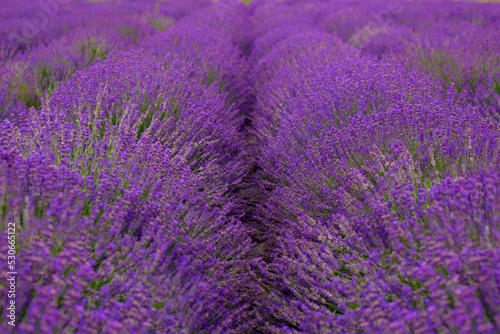 blooming lavender field  lavender in a row