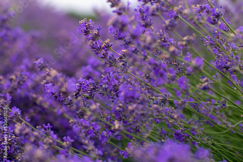 lavender flowers close-up on a lavender field 